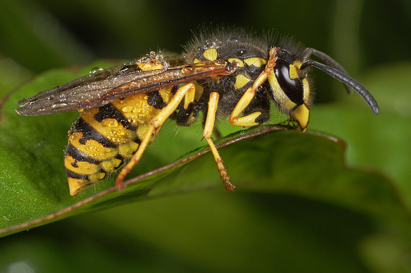 Nido di Vespula germanica